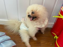 -汪说·狗咖·拼豆·宠物周边DIY(旺城大厦店)