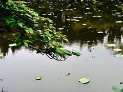 -嘉定紫藤园