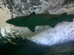 -悉尼海洋生物水族馆