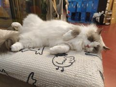 -和它·交个朋友·狗咖猫咖(爱琴海店)