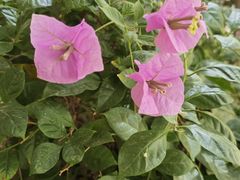 -西北湖绿化广场