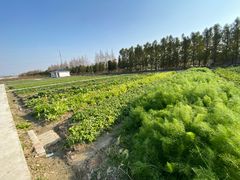 -上海长兴岛郊野公园