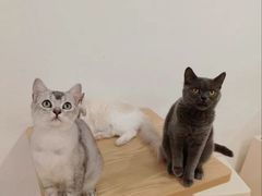 -有喵·猫咖·狗咖·40+猫狗有小奶狗(岗厦店)