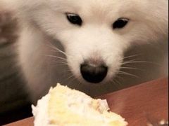 -今日Cake蛋糕茶歇·甜品台定制