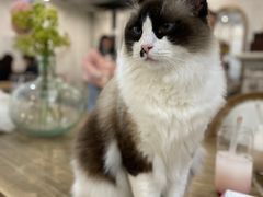 -共舞时光猫咖·狗咖(新街口店)