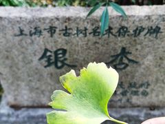 -秋霞圃