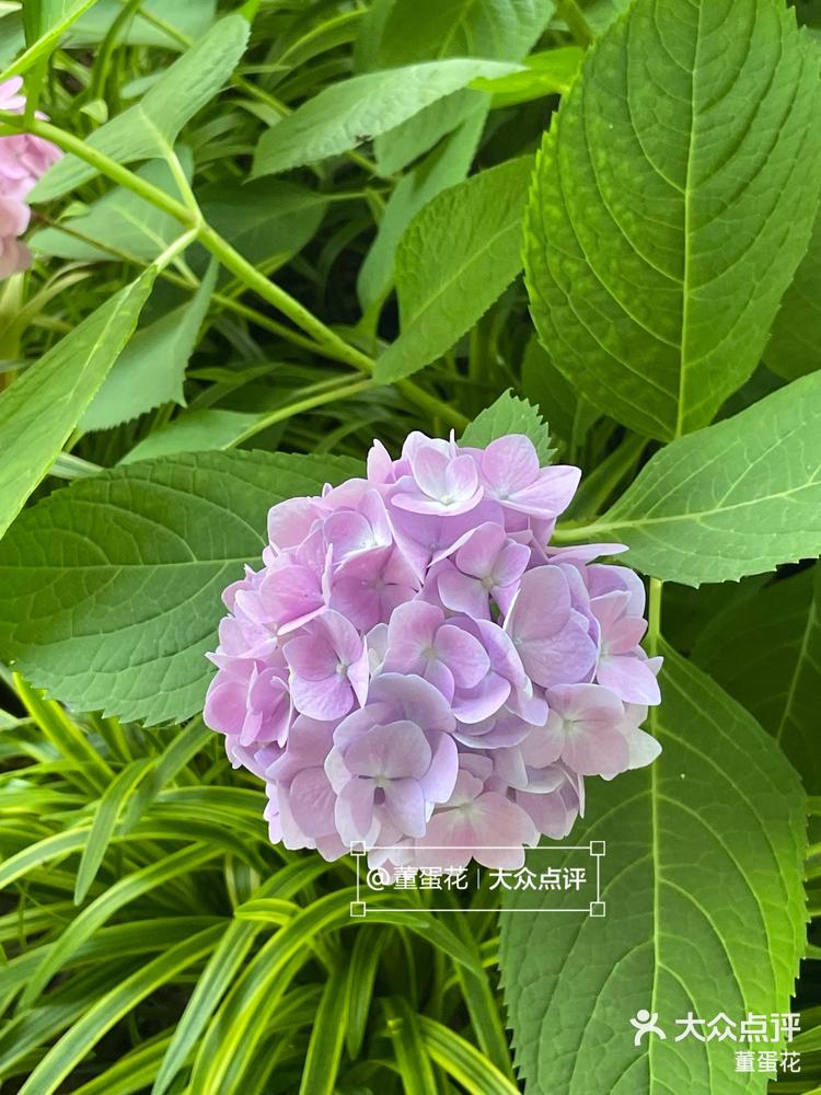 萧山莫奈花园绣球花琉璃菊盛开