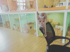 -70cat德文卷毛猫·缅因猫纯种猫舍