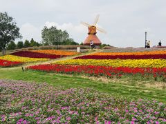 -杭州湾海上花田景区