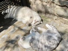 -喵屿·大理花园猫咖