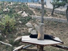 -西霞口神雕山野生动物世界