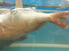 石板鱼-渔中舟海鲜大排档(普陀沈家门店)