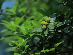 -贵阳市花溪国家城市湿地公园