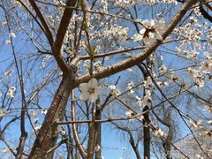 -桃花堤公园