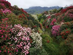 -贵州百里杜鹃风景名胜区