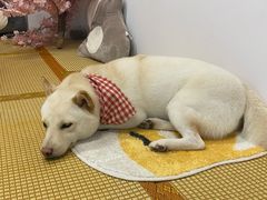 -柴迷FANS CLUB·柴犬狗咖·猫咖
