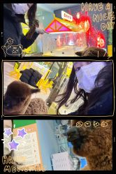 -神奇动物撸宠馆·羊驼·小浣熊·异宠(豫园店)