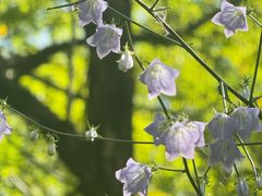 -牛背梁国家森林公园