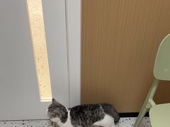 -瑞派康怡24h宠物医院·犬猫医疗中心·微创绝育(瑞景分院)