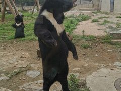 -石家庄市动物园