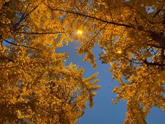 -高庙村(地铁站)