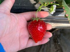 -甜心庄园·甜心草莓采摘园(西青中北店)