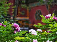 -故宫博物院(故宫)