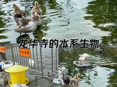 -龙华寺