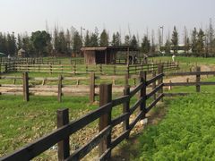 -田园东方蜜桃村的田野营地