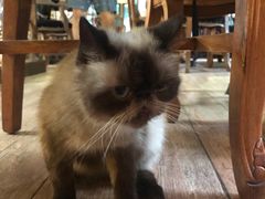 -more than meow吴止猫主题餐厅(承德 中船汇店)