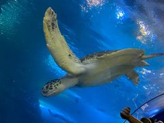 -太平洋海底世界