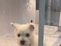 -翊宠yipet猫狗购宠庄园
