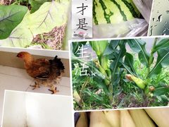 -上海都市菜园