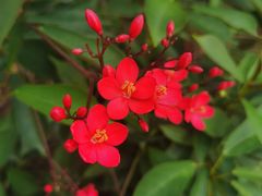 -广西壮族自治区药用植物园