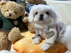 -读宠于你·约克夏比熊·睫角守宫·爬宠售卖(高新店)