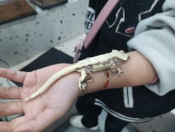 -Moni星球萌宠·小马宝莉·灵蛇·高端高阶全萌宠互动体验俱乐部(红豆国际广场店)