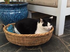 Anne猫窝咖啡屋-Anne猫窝咖啡屋