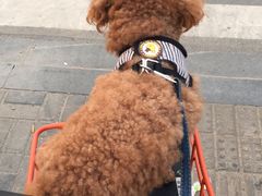 -犬也宠物造型(恒茂国际都会商业街店)