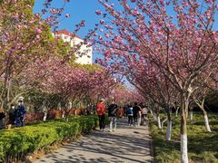 -高东镇樱花园