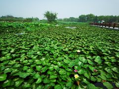 -长兴太湖图影湿地文化园