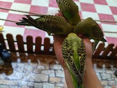 -上海大自然野生昆虫馆(东方明珠·爬宠昆虫探索中心)