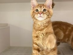 -lincat·猫舍(广州店)