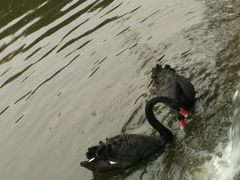 -辛玛王国游乐园