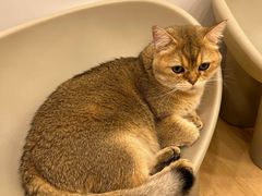 -有喵·猫咖·狗咖·30几只猫10只小狗(岗厦店)