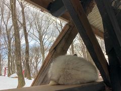 -宫城藏王狐狸村