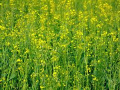 -汉长安城未央宫国家考古遗址公园