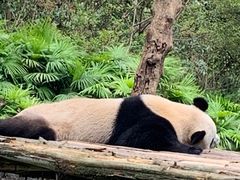 -都江堰中华大熊猫苑