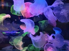 -太平洋海底世界