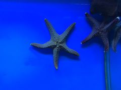-御唐府海珊瑚主题餐厅
