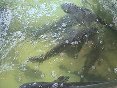 -楚鱼王·河鲜·湖北菜(华农店)